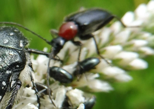 Dinoptera collaris - vörösnyakú virágcincér