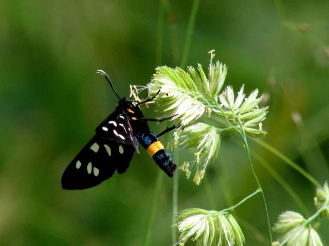 Amata phegea - fehérpettyes álcsüngőlepke