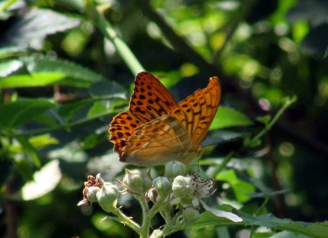 Argynnis paphia - nagy gyöngyházlepke