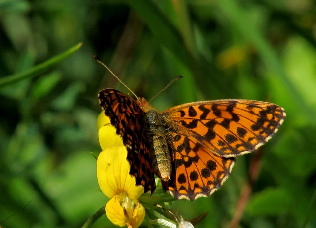 Boloria dia - kis gyöngyházlepke
