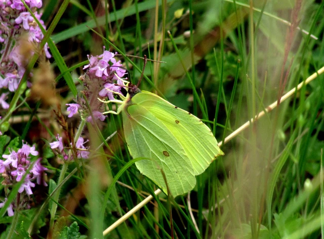 Gonepteryx rhamni - citromlepke