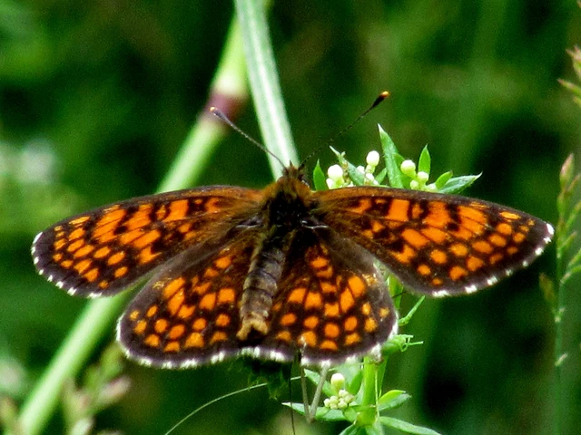 Melitaea athalia - közönséges tarkalepke