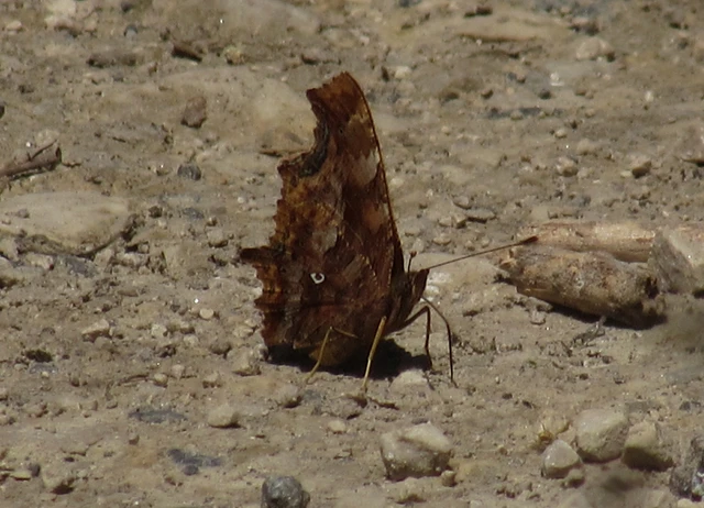 Nymphalis c-album - C-betűs lepke