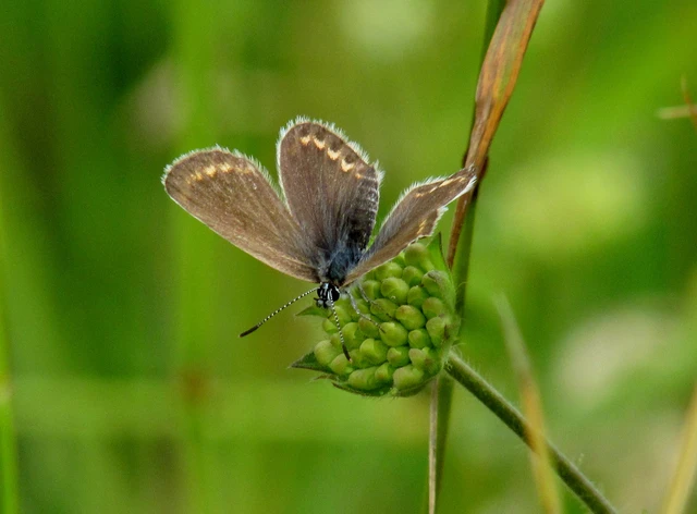 Plebejus argus - ezüstös boglárka