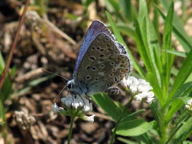Polyommatus bellargus - égszínű boglárka