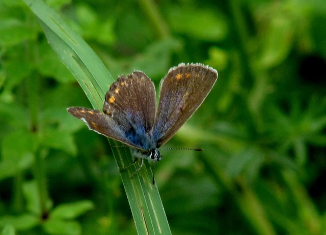 Polyommatus icarus - közönséges boglárka