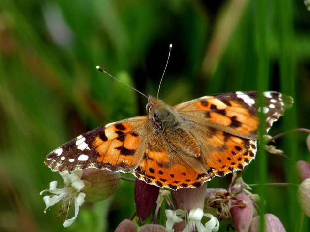 Vanessa cardui - bogáncslepke