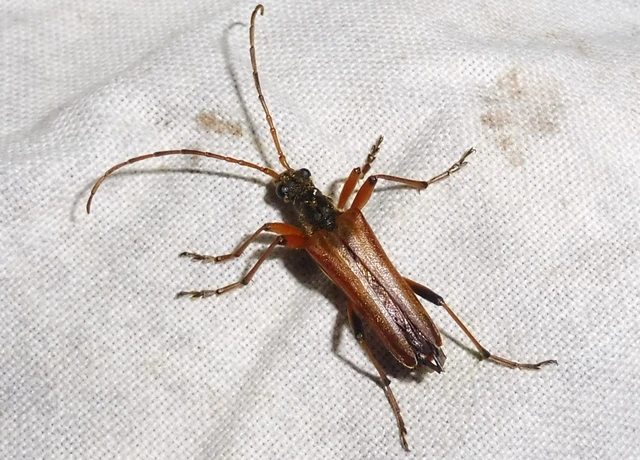 Stenocorus meridianus - fűz-gyökércincér