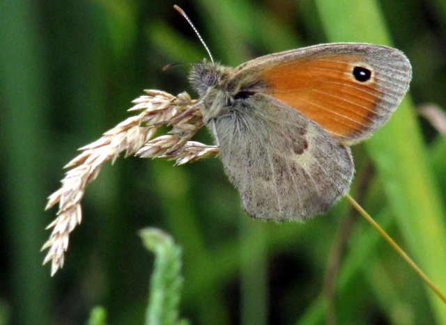 Coenonympha pamphilus - kis szénalepke