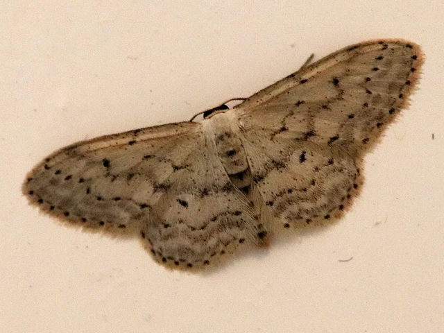 Idaea seriata - szürke apróaraszoló