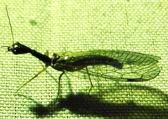 Raphidioptera - Tevenyakú-fátyolkák