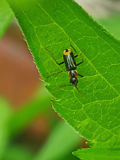 Melyridae - sziklaibogár-félék