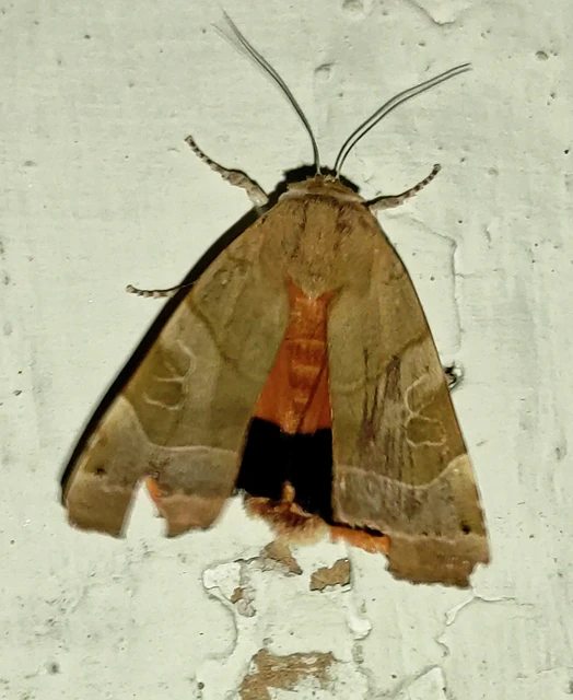 Noctua fimbriata - szélessávú sárgafűbagoly