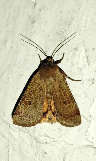 Noctua comes - kis sárgafűbagoly