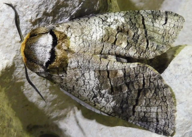 Cossus cossus - fűzfarontólepke