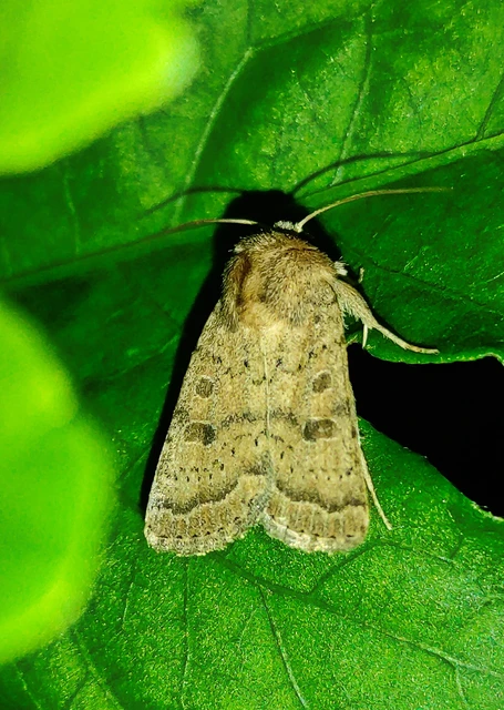 Hoplodrina octogenaria - barna selymesbagoly