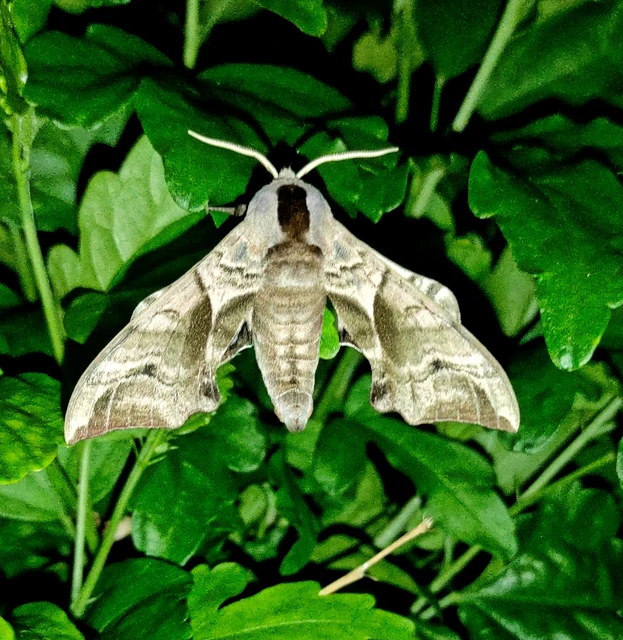 Smerinthus ocellatus - esti pávaszem