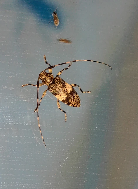 Leiopus nebulosus - öves gesztcincér
