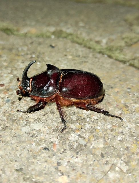 Oryctes nasicornis - orrszarvú bogár