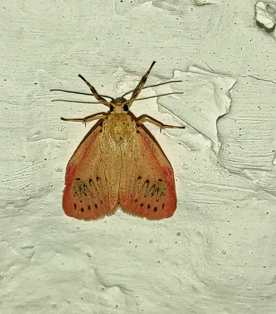 Miltochrista miniata - piros medvelepke
