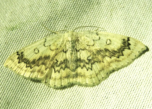 Cyclophora annularia - gyűrűs pettyesaraszoló