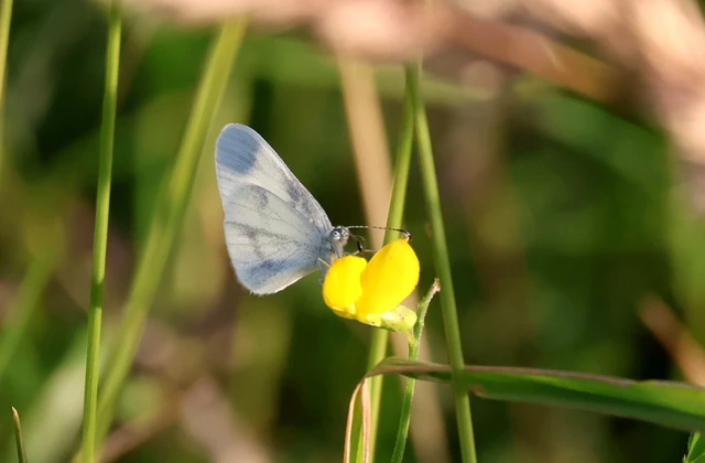 Leptidea sinapis - mustárlepke