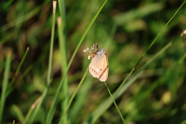 Coenonympha glycerion - közönséges szénalepke