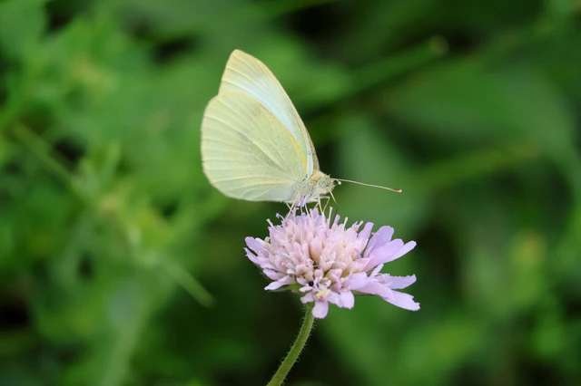 Pieris rapae - répalepke