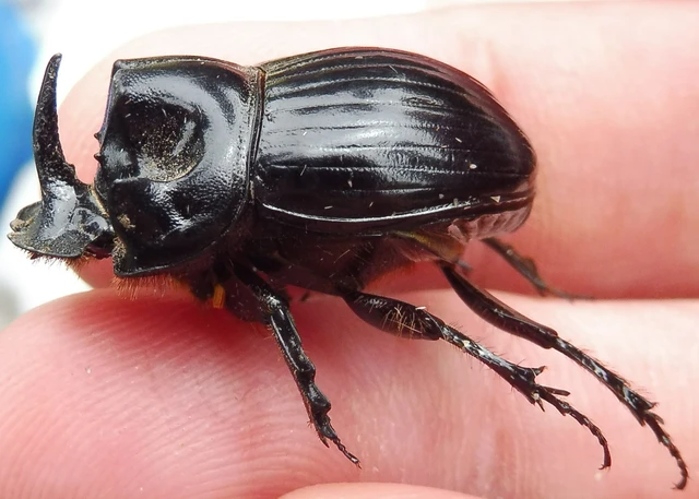 Copris lunaris - közönséges holdszarvú-ganéjtúró