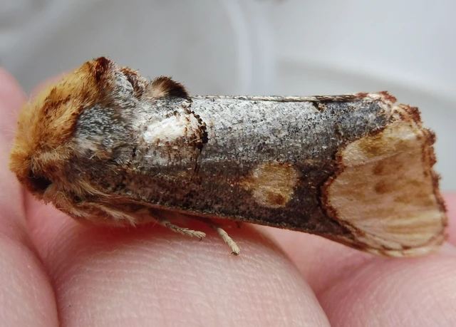 Phalera bucephaloides - magyar púposszövő