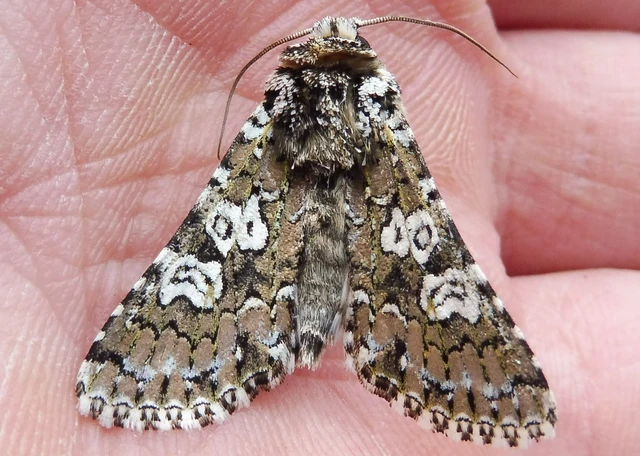 Lamprosticta culta - hármasfoltú bagoly