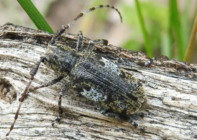 Mesosa nebulosa - ködfoltos cincér