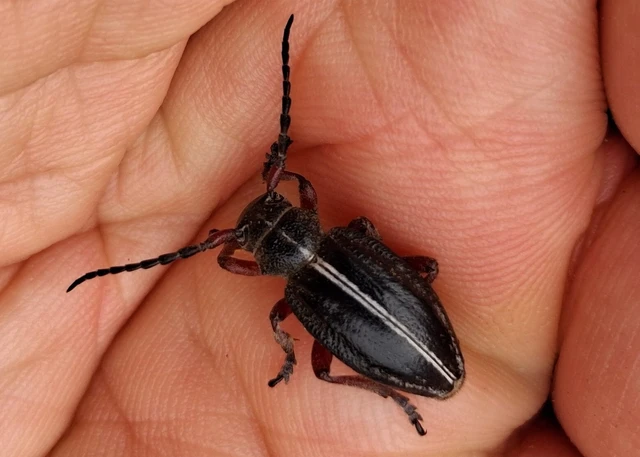 Dorcadion pedestre - kétsávos gyalogcincér Dorcadion pedestre - kétsávos gyalogcincér