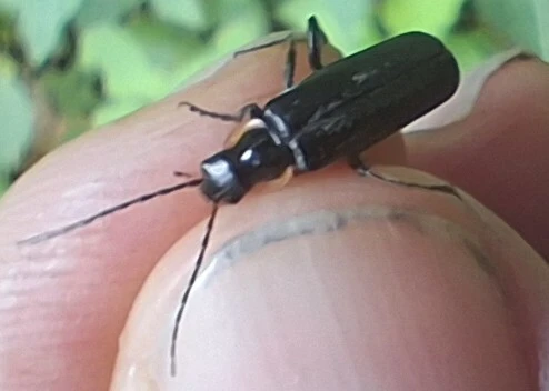 Cantharis