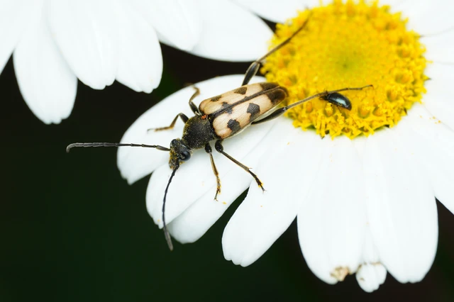 Pachytodes erraticus - rajzos virágcincér