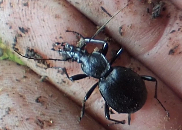 Cychrus caraboides - feketelábú cirpelőfutó