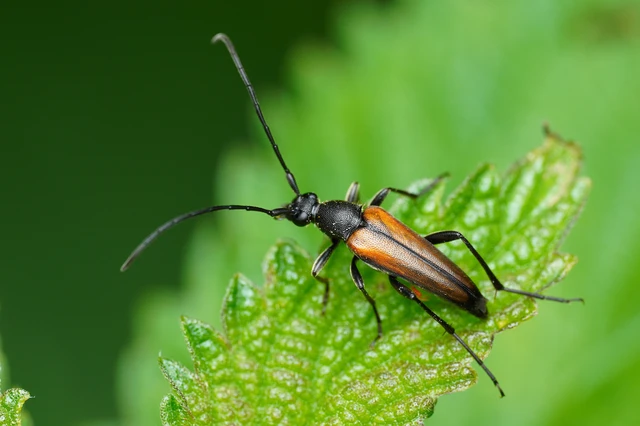 Stenurella melanura - feketevégű karcsúcincér