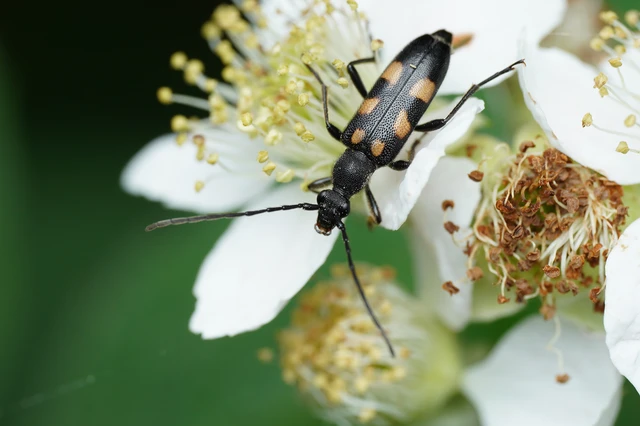 Anoplodera sexguttata - foltos virágcincér
