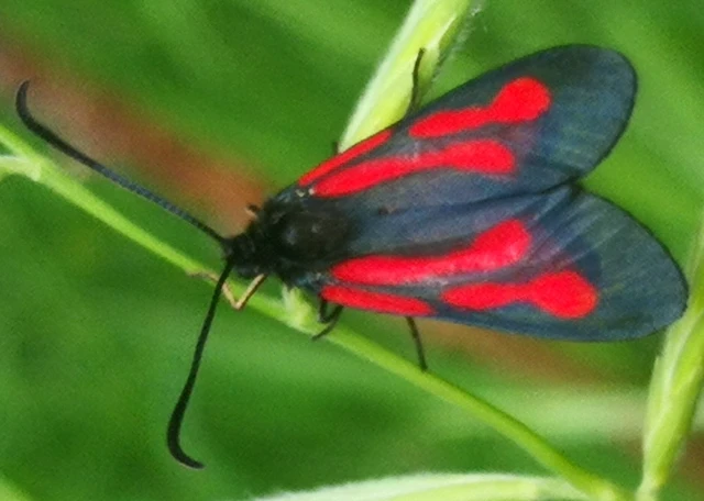 Zygaena osterodensis - ördögszem-csüngőlepke