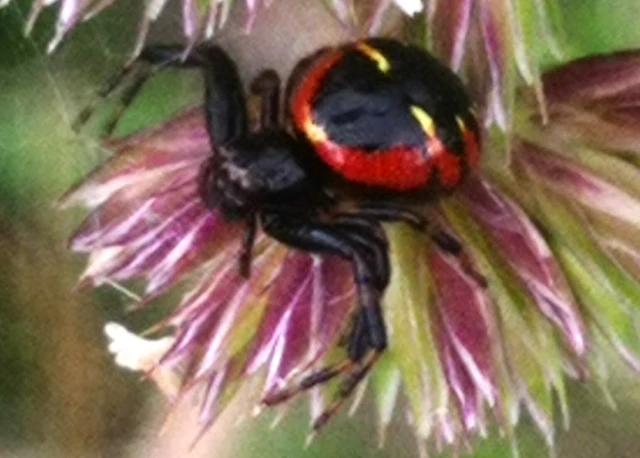 Araneae - Pókok Araneae - Pókok