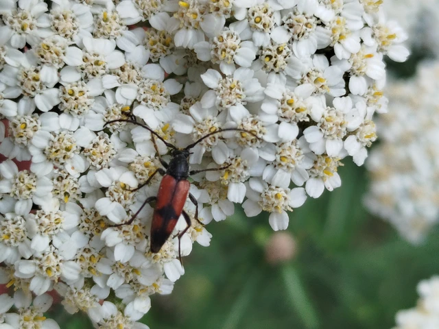 Stenurella bifasciata - kétöves karcsúcincér