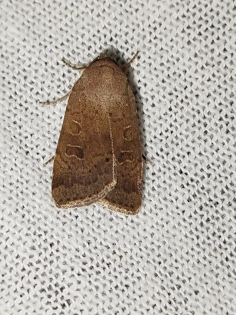 Noctua comes - kis sárgafűbagoly