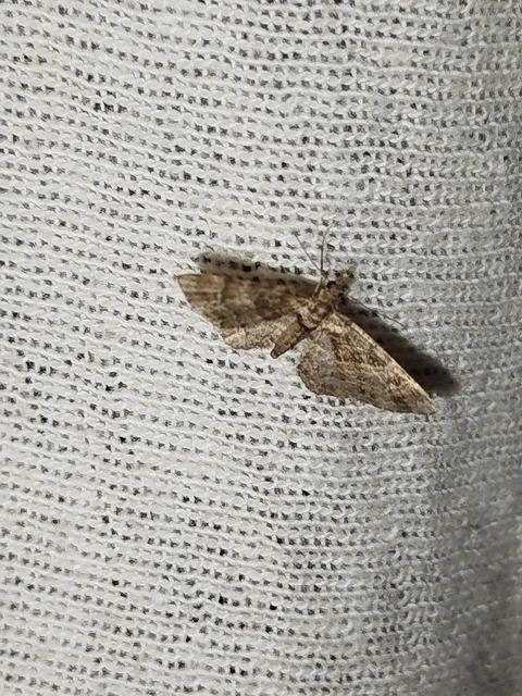 Gymnoscelis rufifasciata - vöröscsíkos törpearaszoló