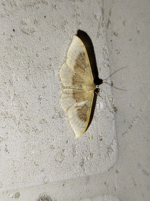 Idaea degeneraria - barnasávos araszoló