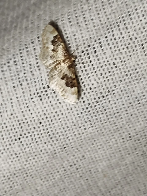 Idaea rusticata - tarka apróaraszoló