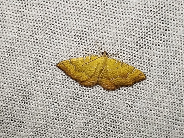 Camptogramma bilineata - kétvonalas sávosaraszoló