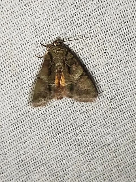 Polyphaenis sericata - selyemfényű erdeibagoly