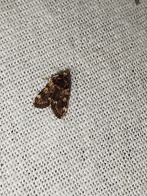 Aglossa signicostalis - hangyailonca