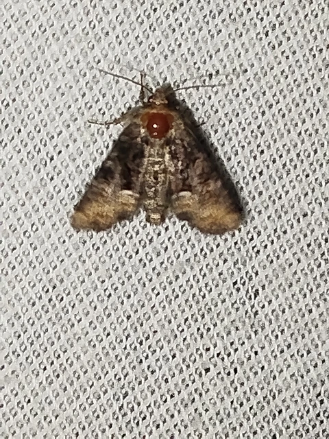 Oligia strigilis/latruncula/versicolor