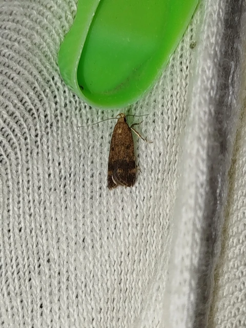 Pexicopia malvella - mályvalevél-sarlósmoly